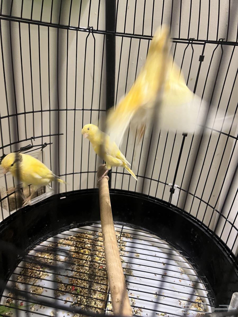 Canary64374568870146111