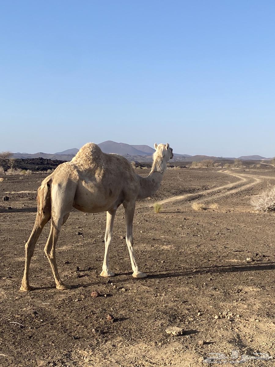 ناقه حايل للبيع نقبل العروض64370115052162112