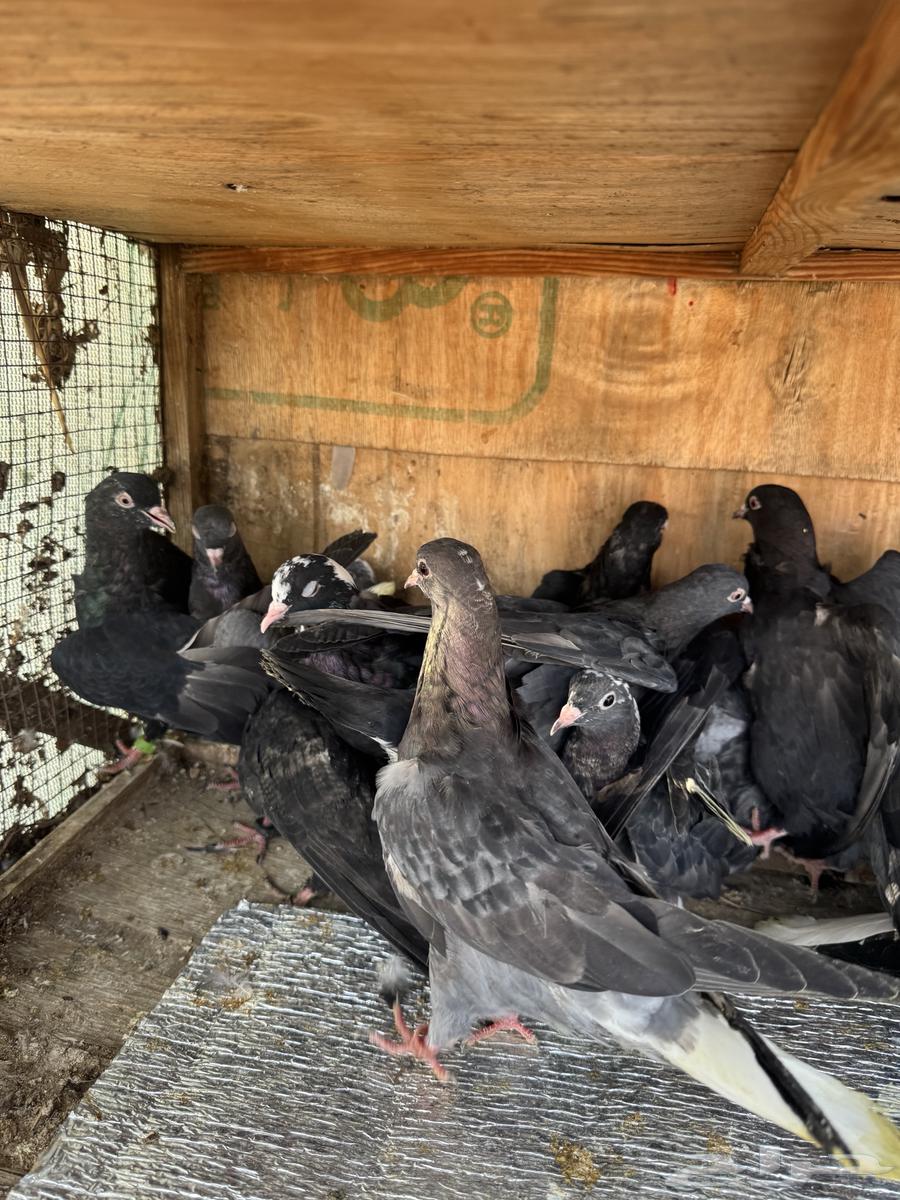 حمام قطيفي64373595497219112