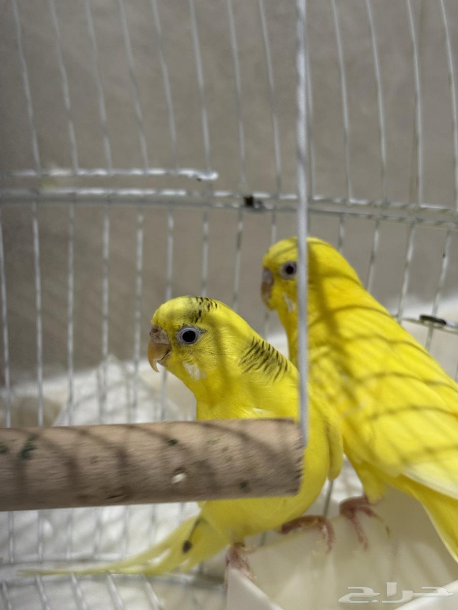 عصافير للبيع64367216673027112