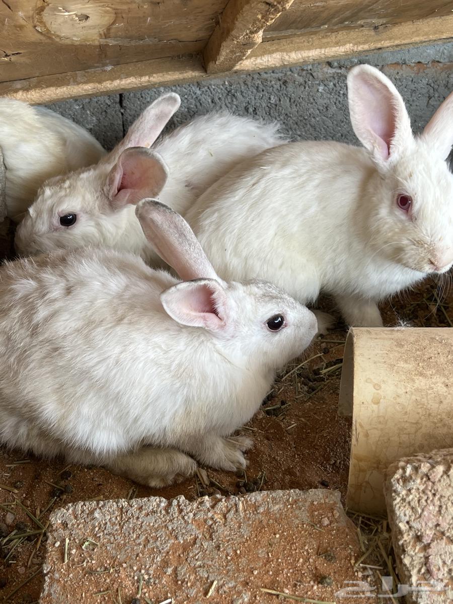 ارانب فرنسي كبار64369806072578112