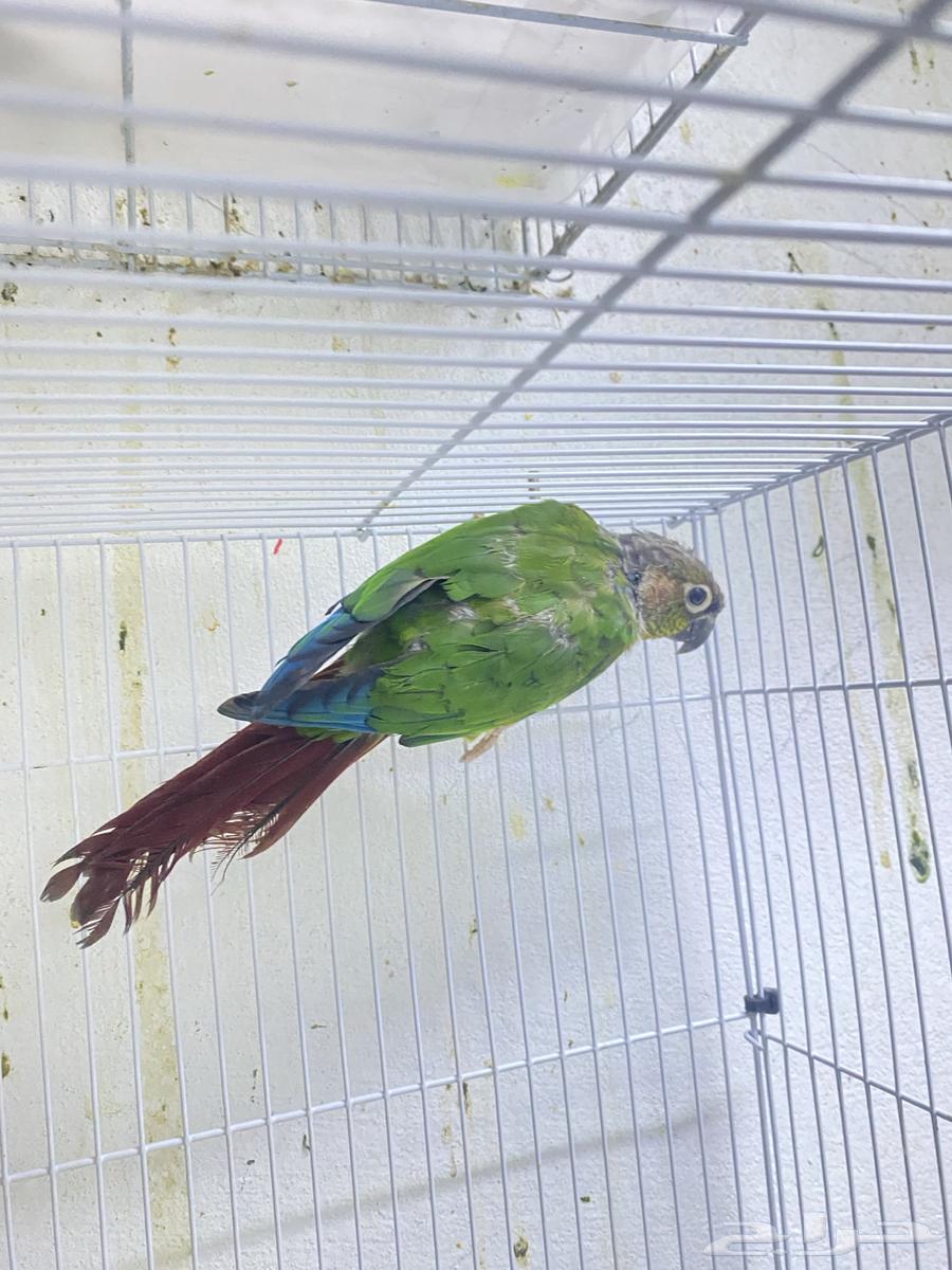 للبيع ذكرين كنيور يلو سايد محلله بشهايد. جاهزه لي النتاج64371248869634111