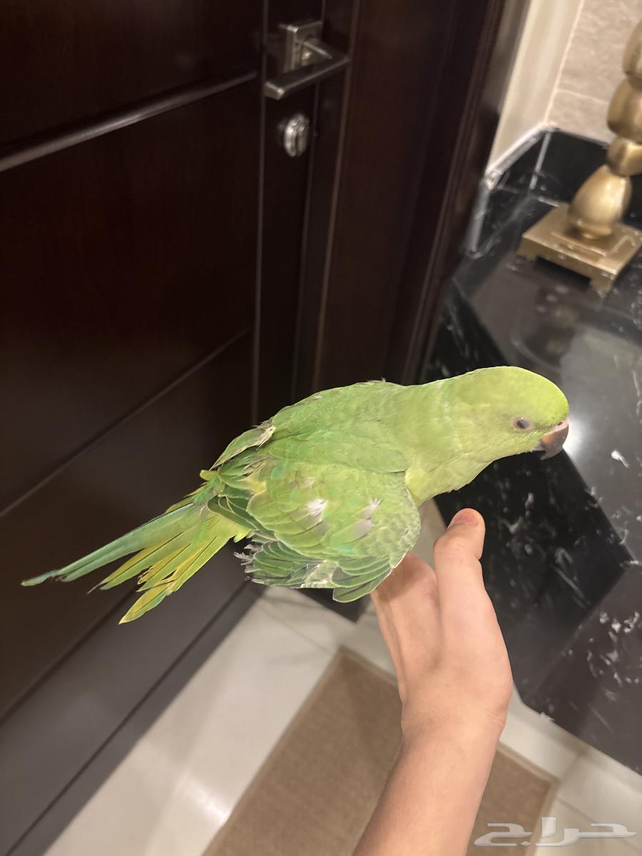 Zaatar, a 7-month-old valley bird63618482275970113