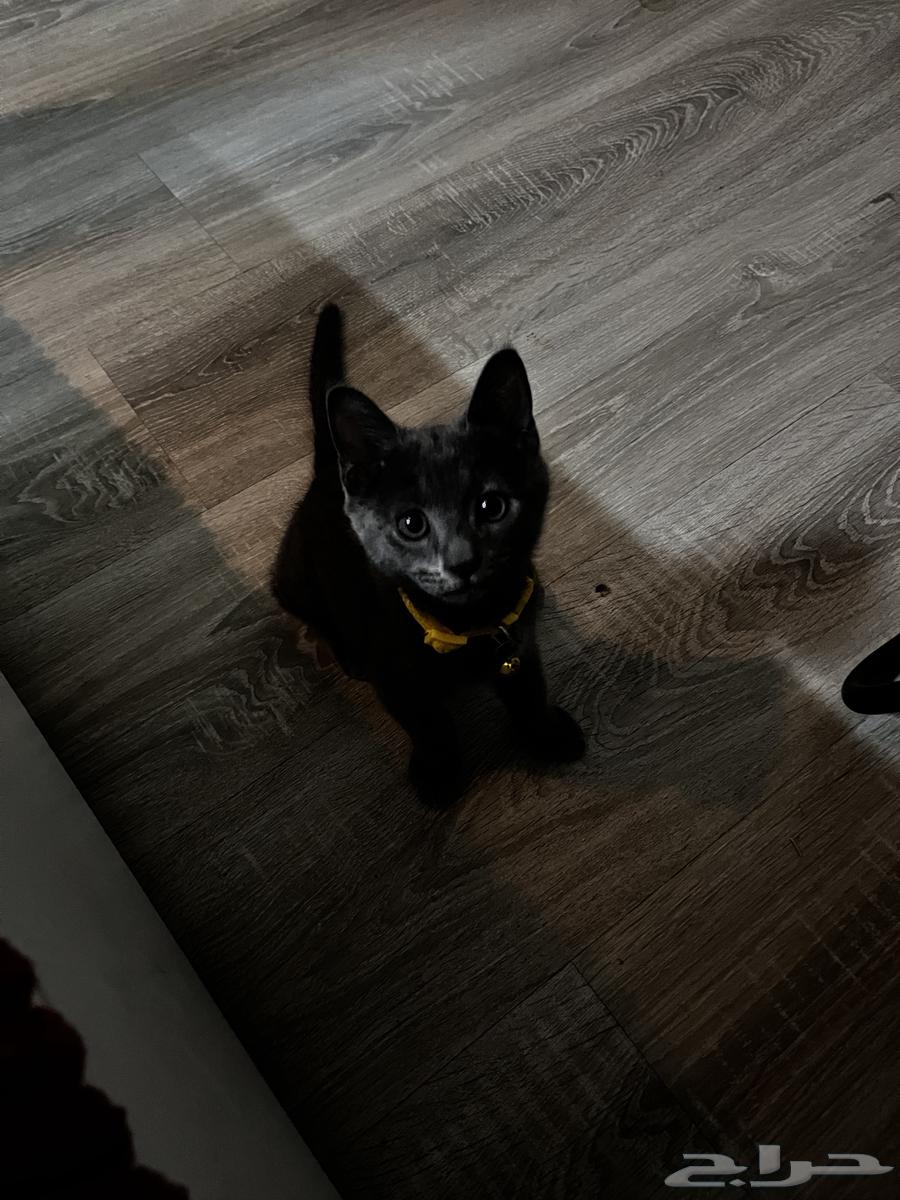 قط russian blueللبيع64367508270466111