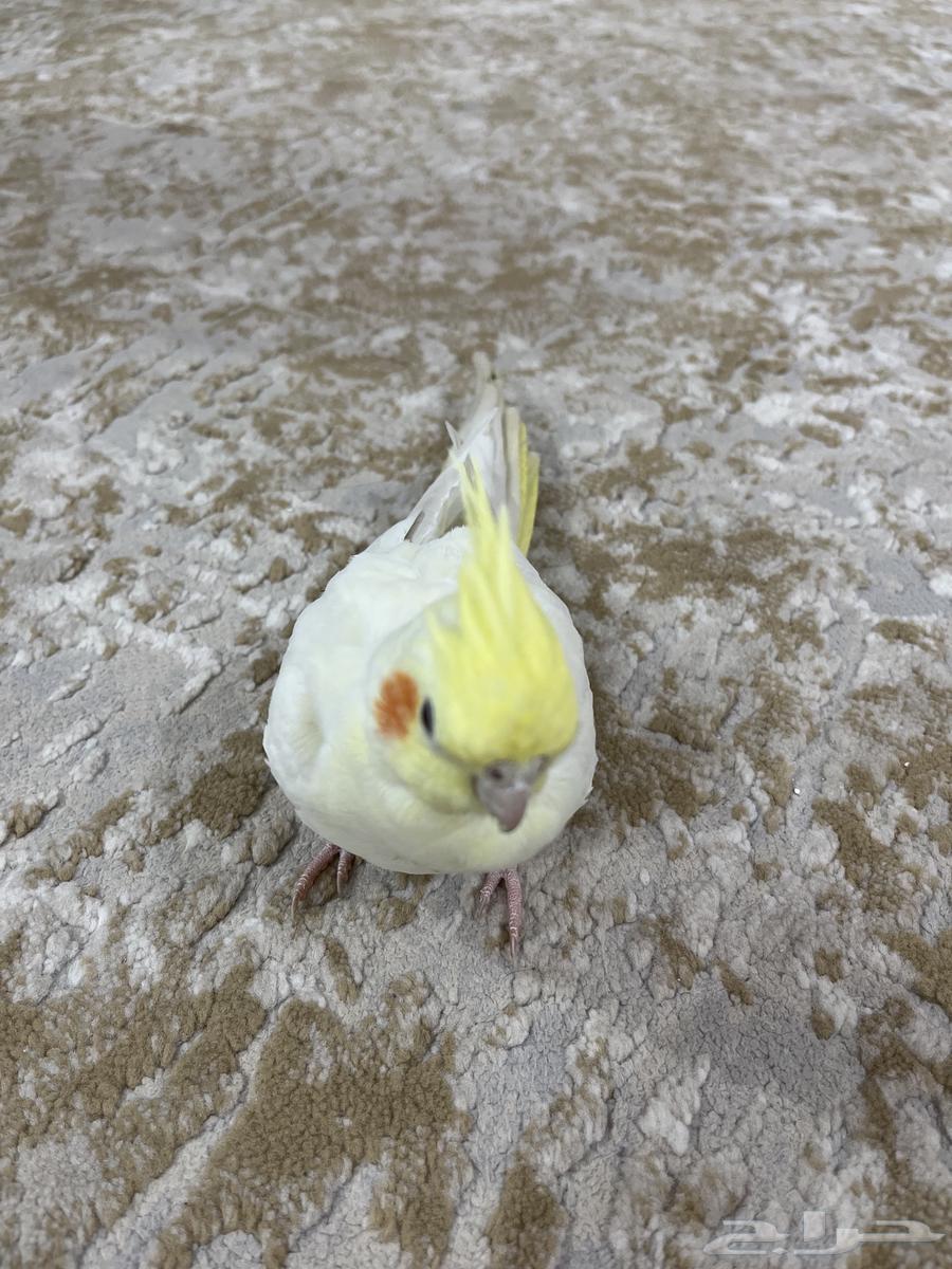 كروان لاتينو64373890964354111