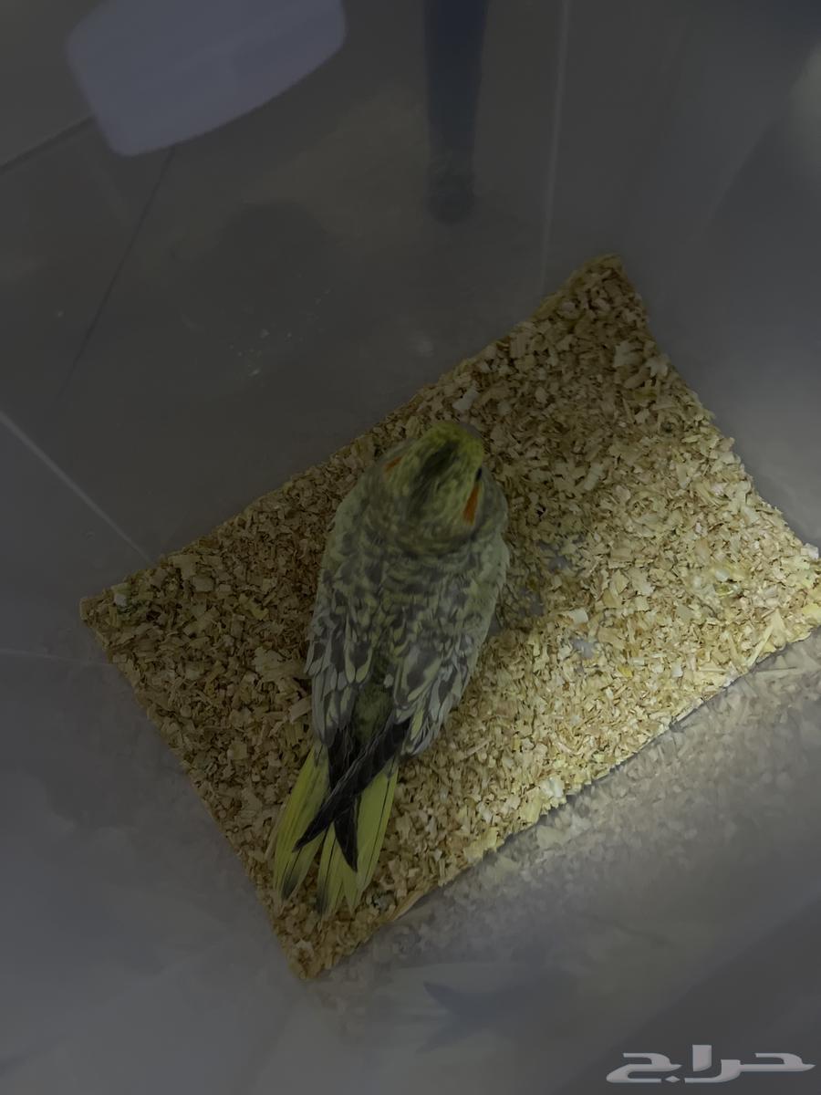 كروان إيزابيل للبيع المستعجل64368266765698110