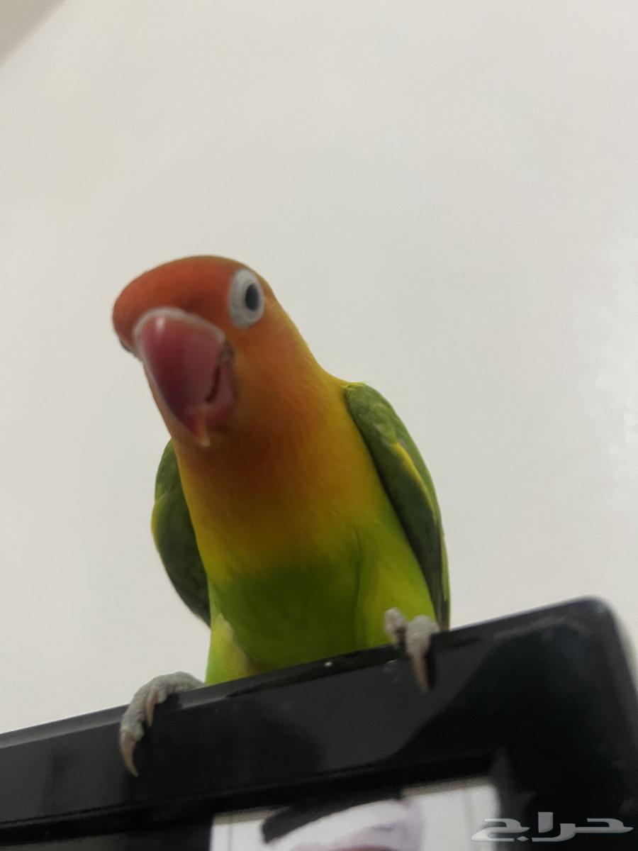 للبيع 400 معا قفصين معا حقت اكال 4 حقت ما 4 خوك64369937560705112