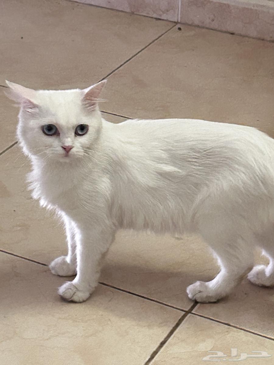 قطوه للبيع64368207788546111