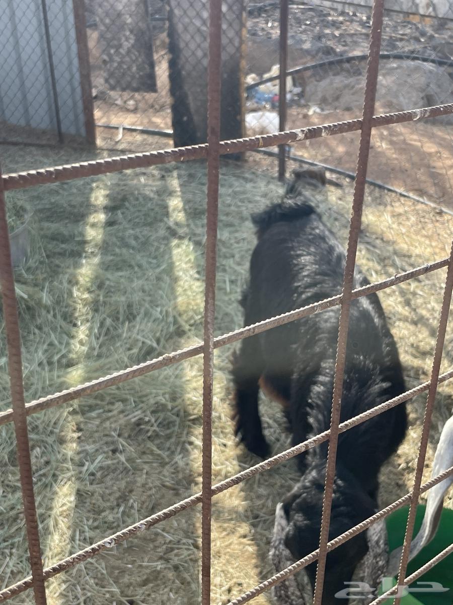 Goat64365513927169111