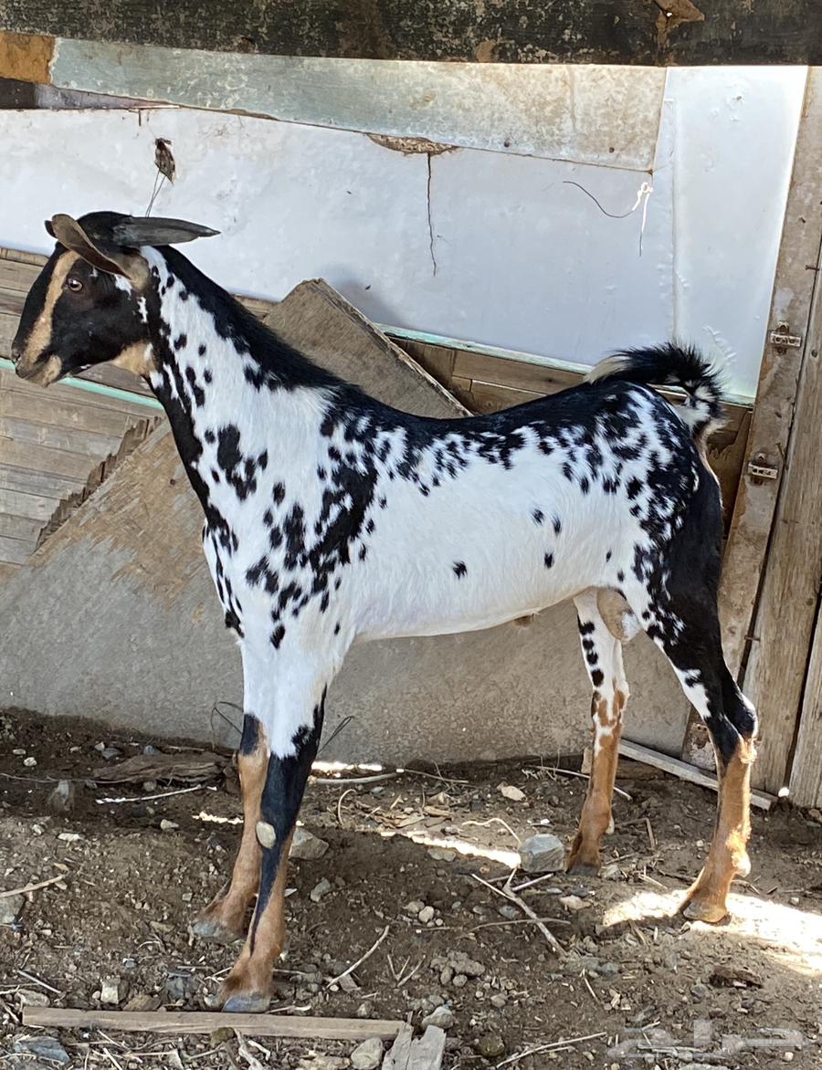 تيس بيشي صنف64369586187522111