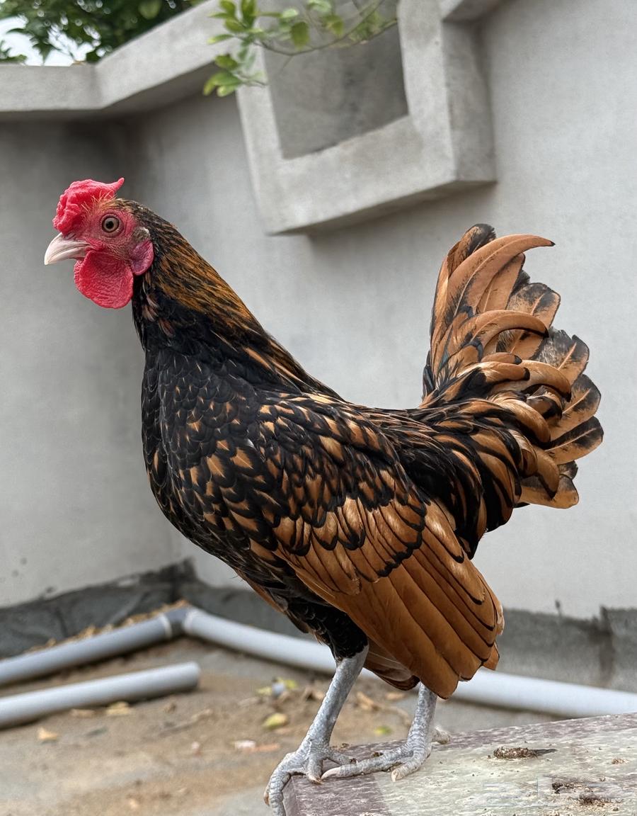 Sprite Chicken64372712061825111