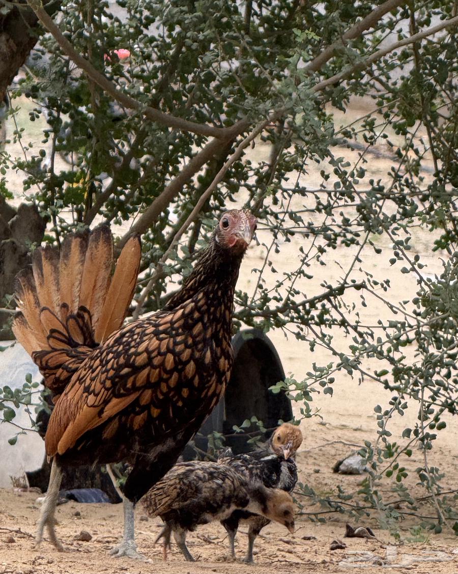 Sprite Chicken64372712061825113