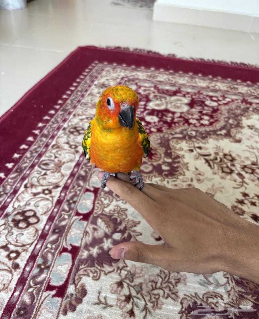 صن كنيور64366307887362110