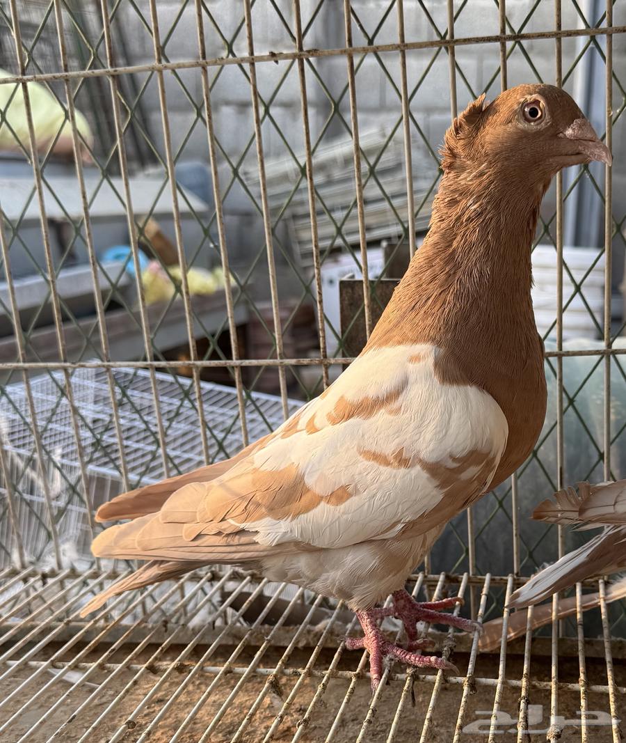 زاجل زينه64373935142529111