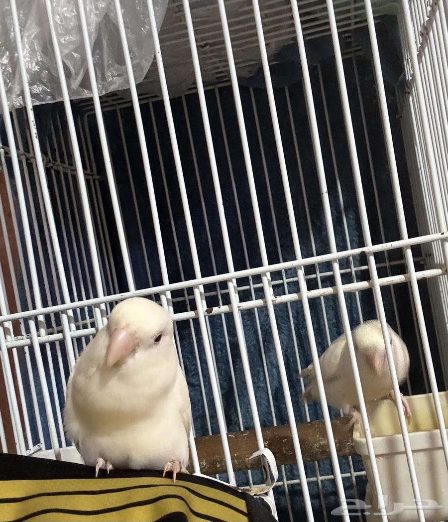 متوفر روز البينو أليف العمر   8 أشهر الحد   800 ريال64372653401858110