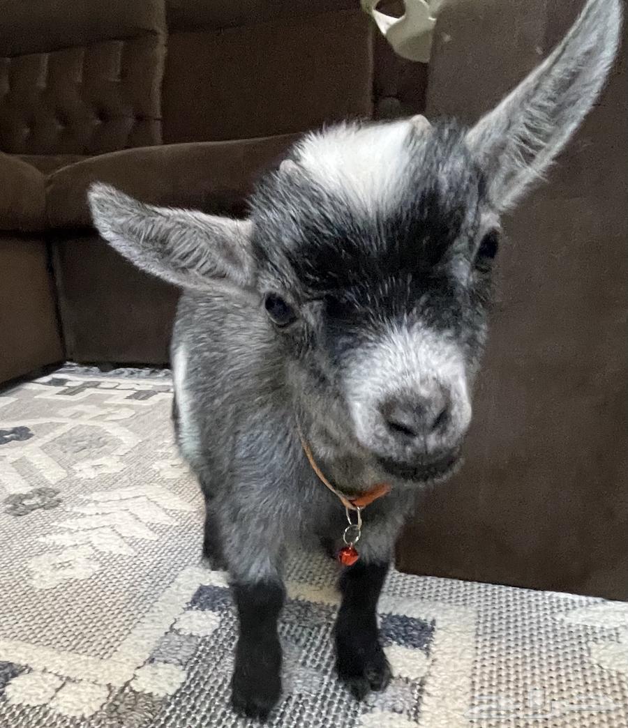 تيس قزم للبيع64371759453569110