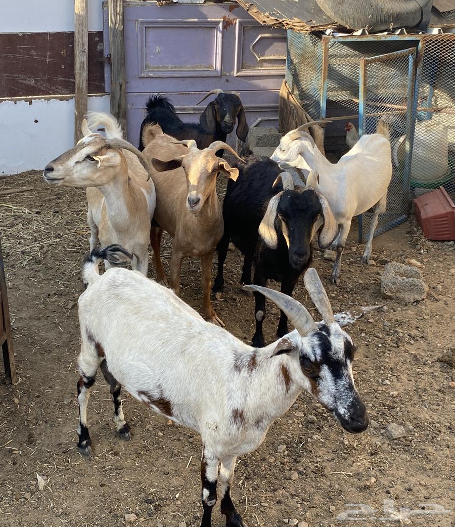 Goat breeding64369484369281112