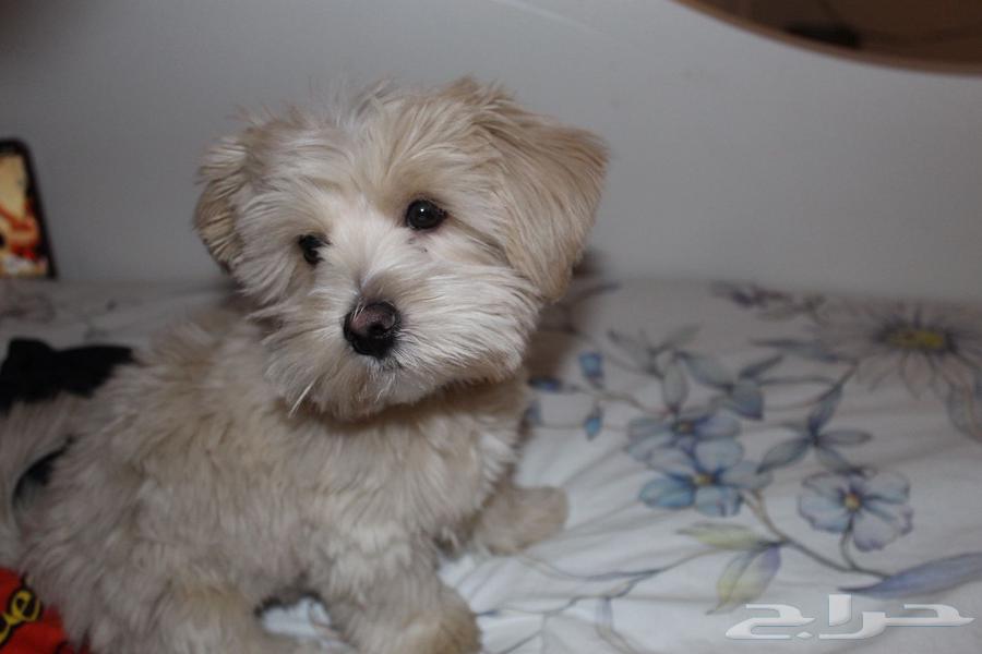 كلب للبيع64365335576195112