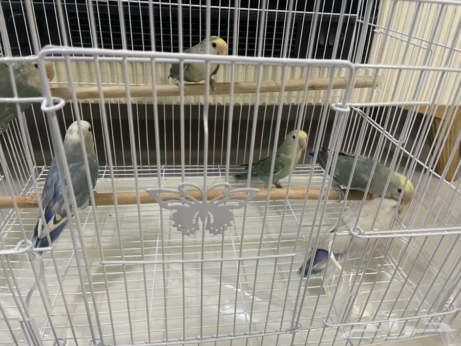 Daily Chicks64372741104769113