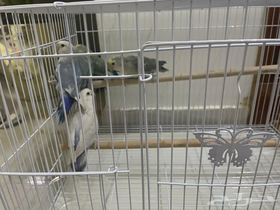 Daily Chicks64372741104769112