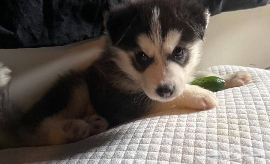 كلب هاسكي للبيع64362635142274110