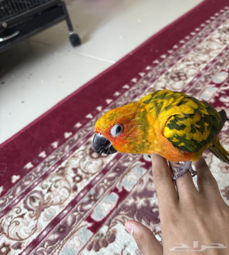 صن كنيور64366307887362111