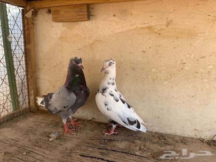 جوز قلابي64366658978179112