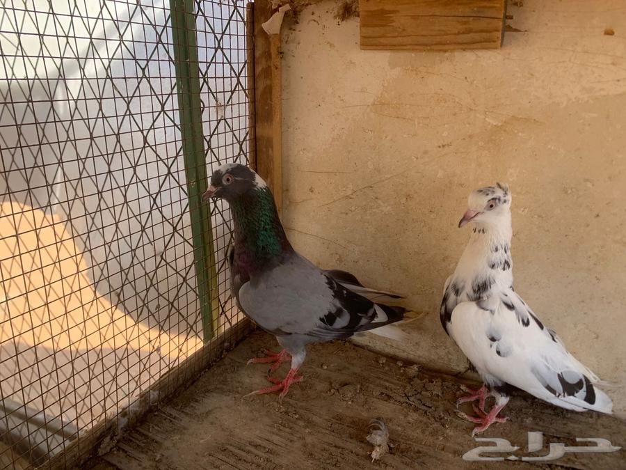 جوز قلابي64366658978179111