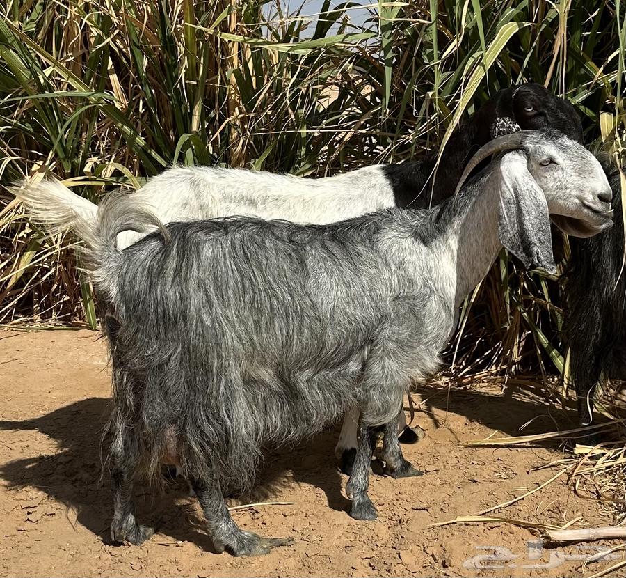 معزا حليب للبيع طيبات64373477615745113