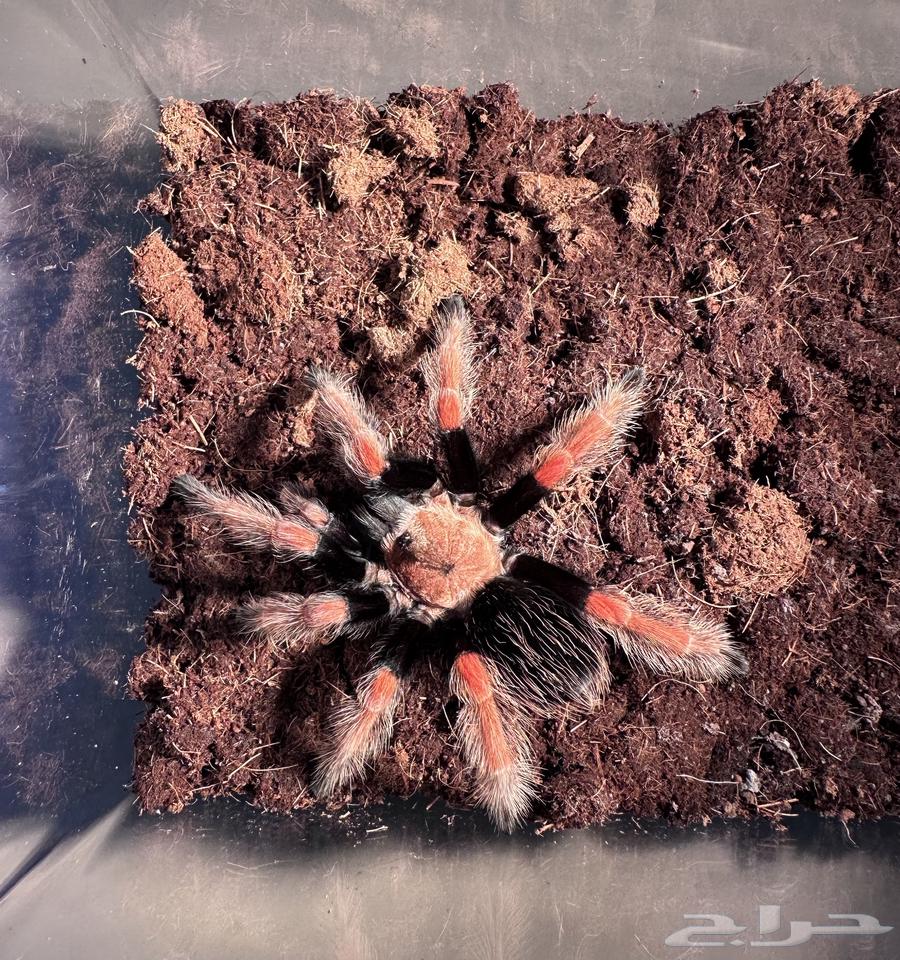 عنكبوت ترانتولا مكسيكية64373019561089113