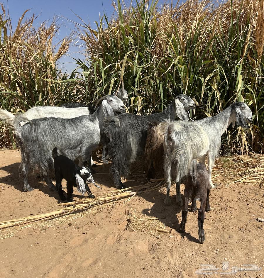 معزا حليب للبيع طيبات64373477615745112