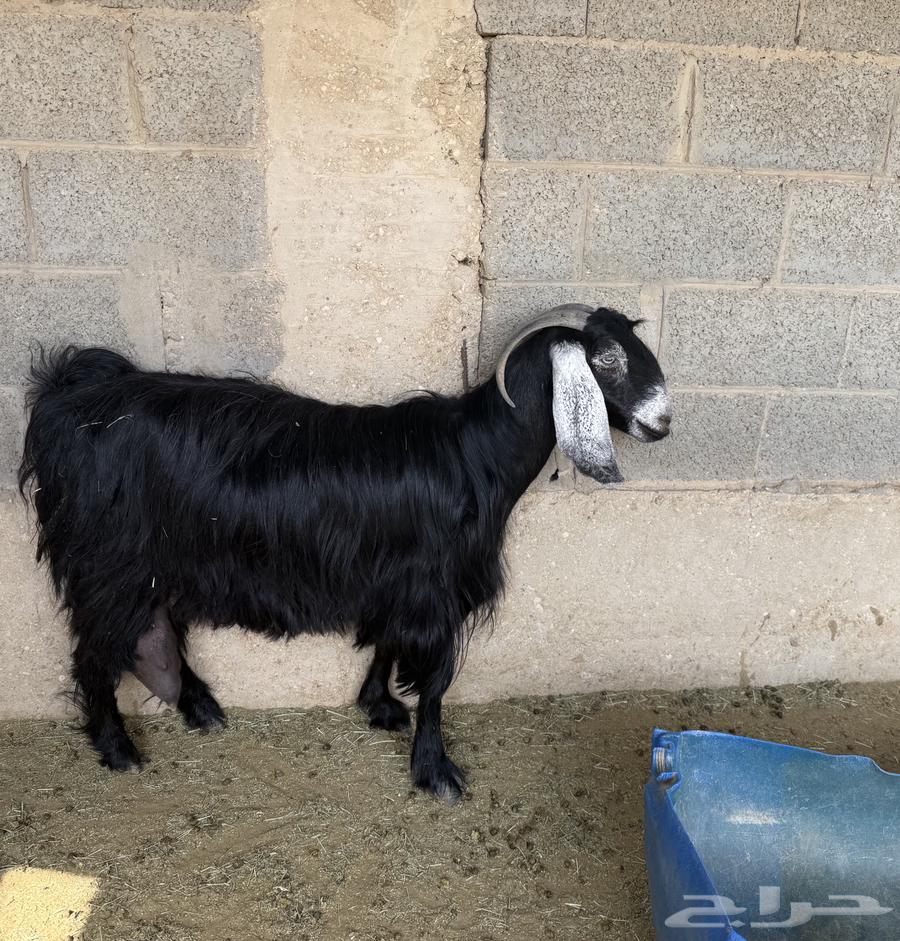 Goats with good characteristics64369242470657113