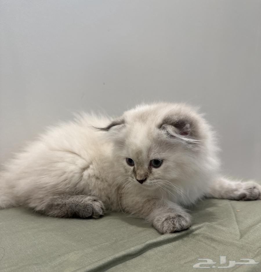 قطة للبيع64376124821633111