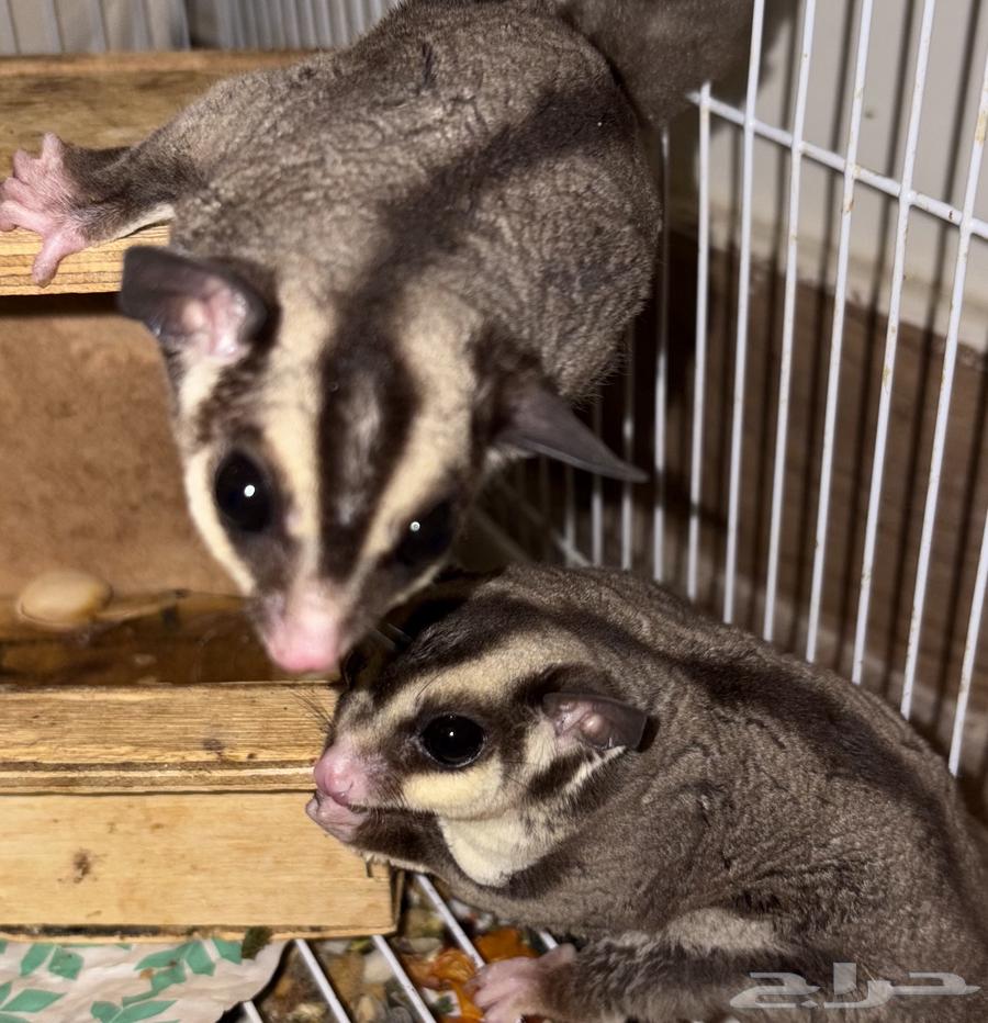 شوقر قلايد  سنجاب طائر64366688260738112