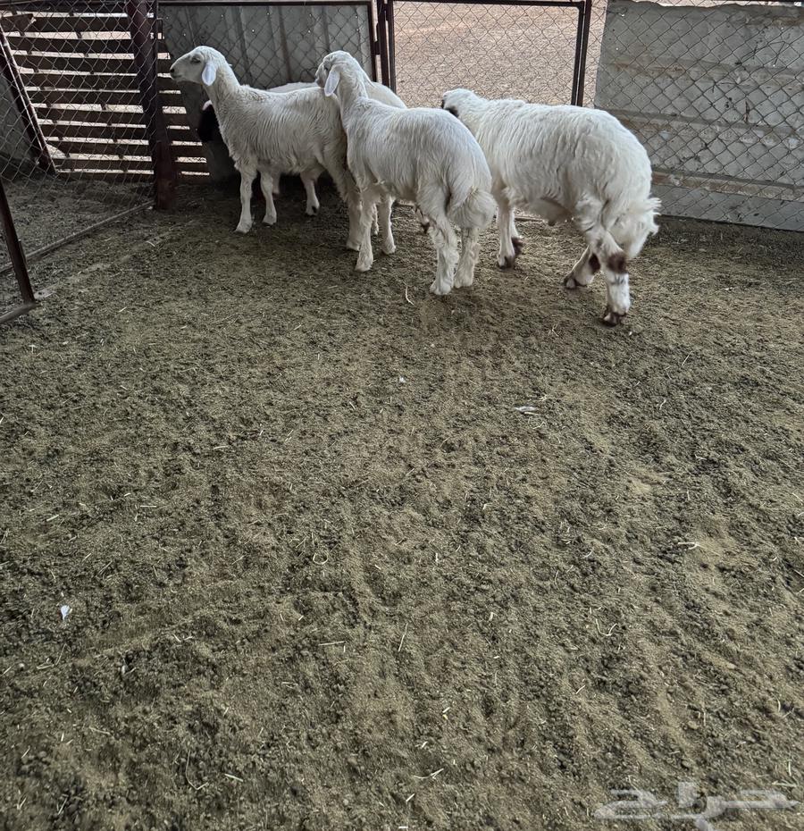 Tayebat Sheep64375274145026110