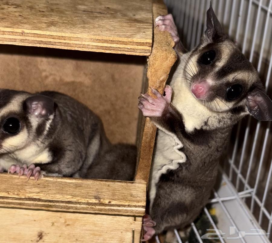 شوقر قلايد  سنجاب طائر64366688260738113