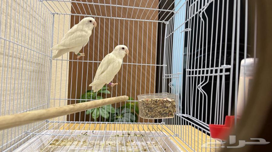 جوز روز البينو عيور حمر صافي 4 بيضات64372609165059111