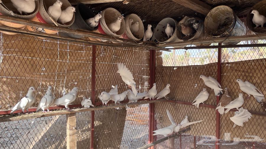 حمام فرنسي البيع مستعجل64365674350465112