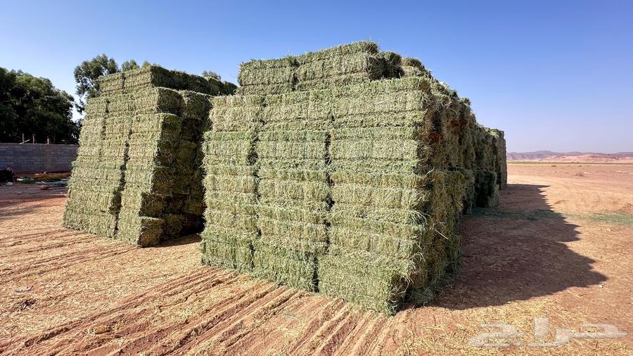 توصيل برسم تبوك64366071252738111