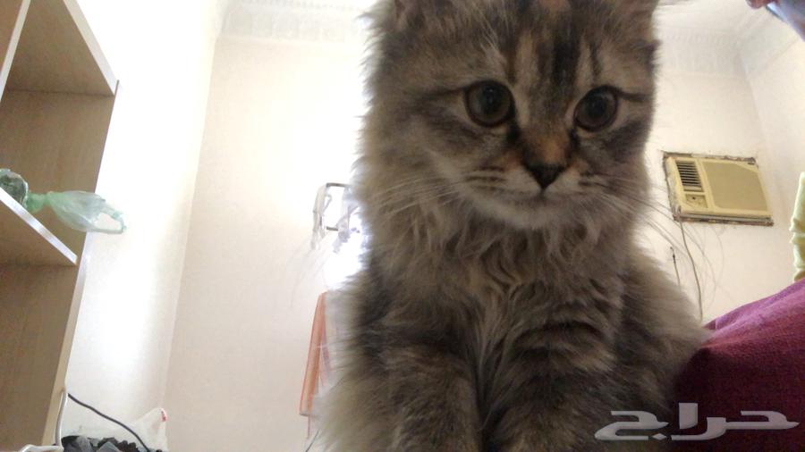 للتبني العاجل بسبب السفر معى جميع اغراضها64363159309185110