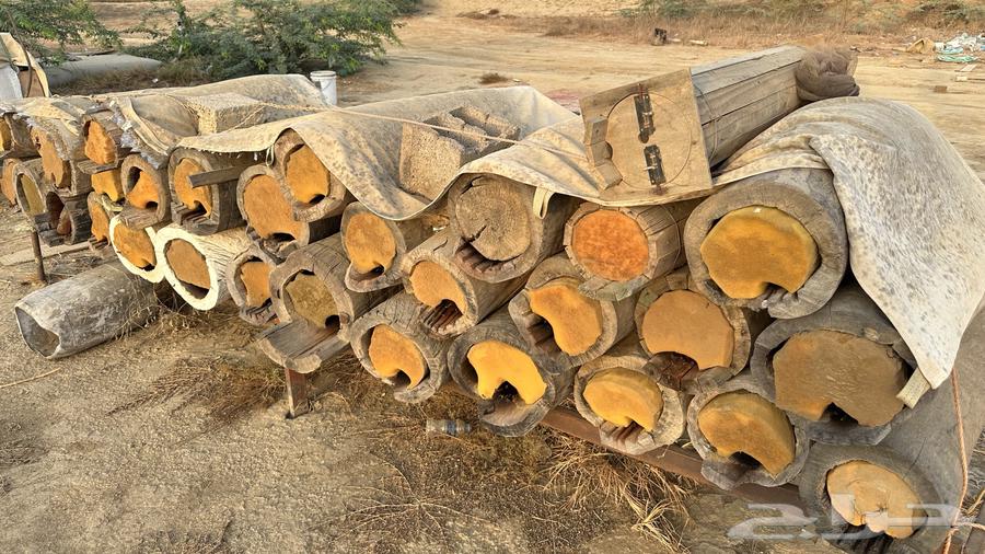 نحل للبيع64373063683587113