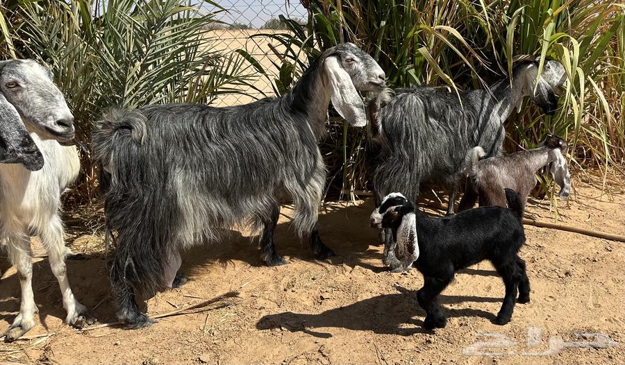 معزا حليب للبيع طيبات64373477615745114