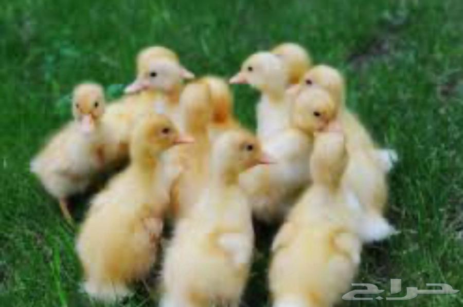 بط للبيع بط بكيني64372871548801112