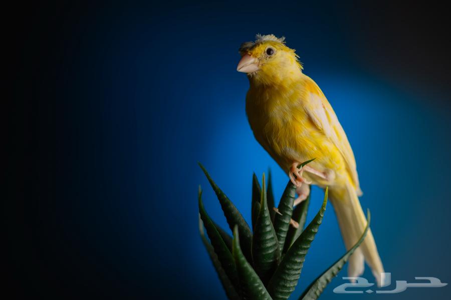 مجموعة كناري للبيع ازواج وافراد اناق وذكور64371379717121114