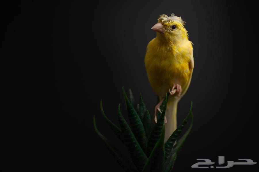 مجموعة كناري للبيع ازواج وافراد اناق وذكور64371379717121112