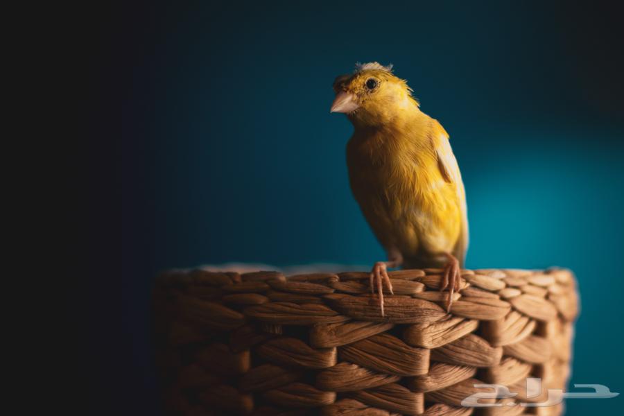 مجموعة كناري للبيع ازواج وافراد اناق وذكور64371379717121111