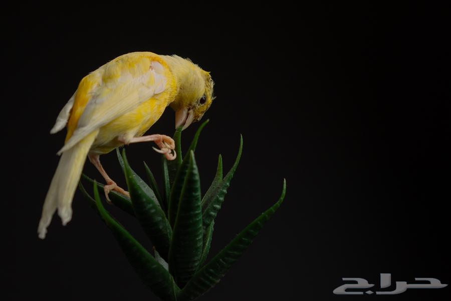 مجموعة كناري للبيع ازواج وافراد اناق وذكور64371379717121113