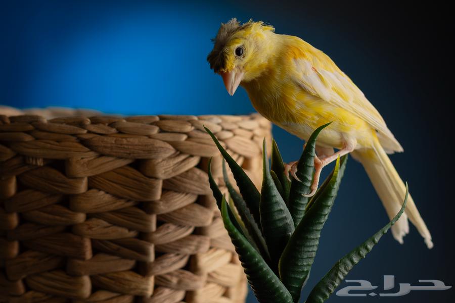 مجموعة كناري للبيع ازواج وافراد اناق وذكور64371379717121110