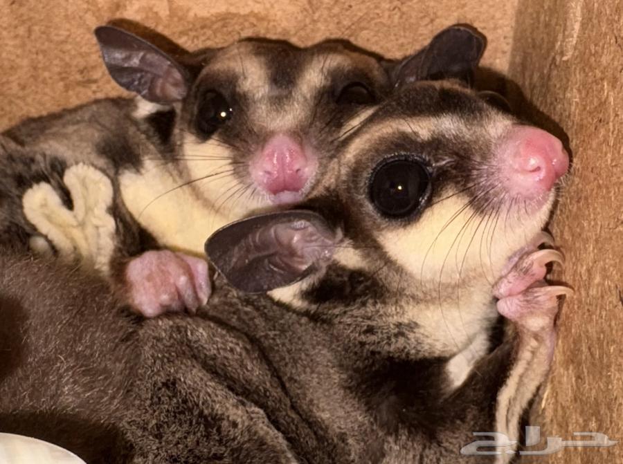 شوقر قلايد  سنجاب طائر64366688260738110