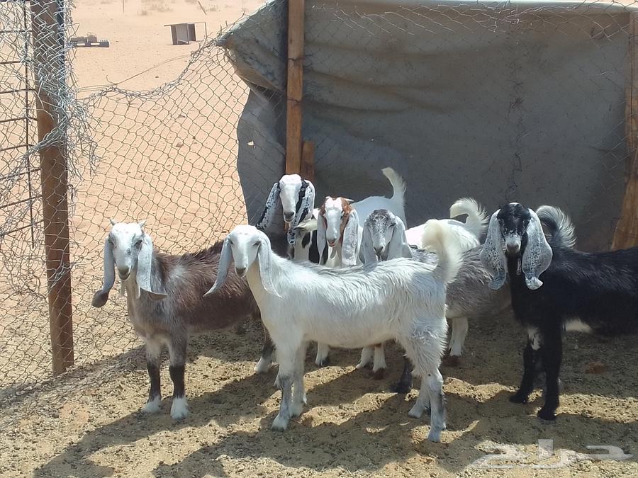 للبيع جفار عنق64368951647490112